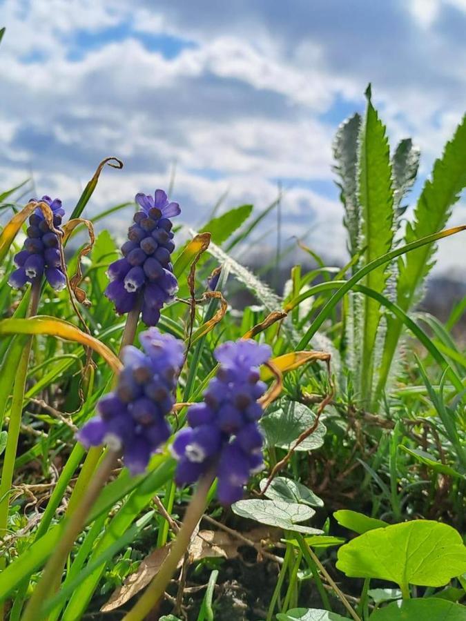 Chalupa Lichtenberg/ Svetlik Horni Podluzi Esterno foto